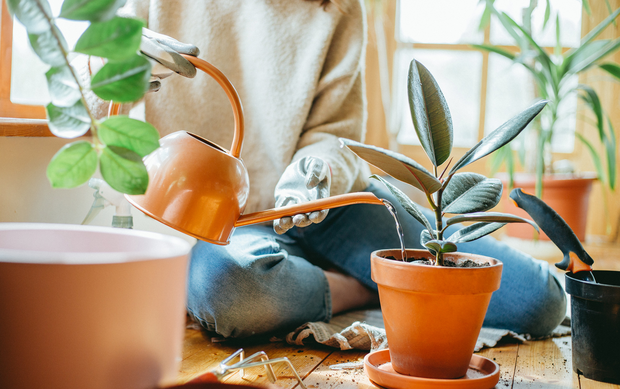 Blog 3 – Plant thearapy