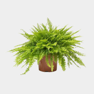 Boston_fern-