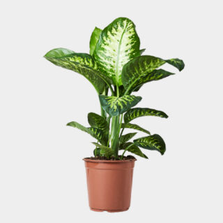 Dieffenbachia