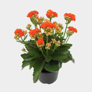 Kalanchoe