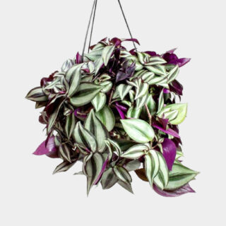 Tradescantia_Zebrina_hanging