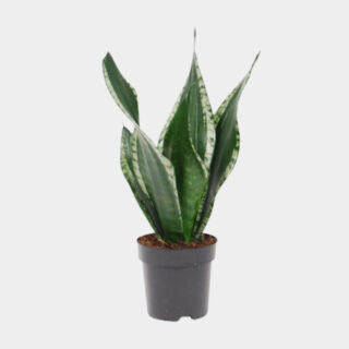 Whitney_-_Snake_plant