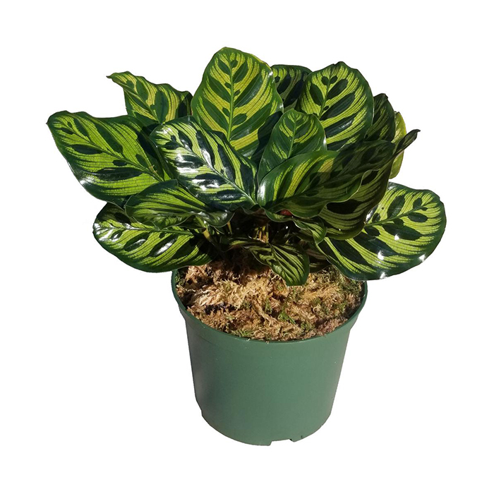 Calathea – Peacock calathea