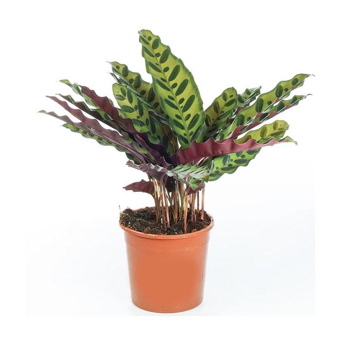 Calathea – Rattle Snake