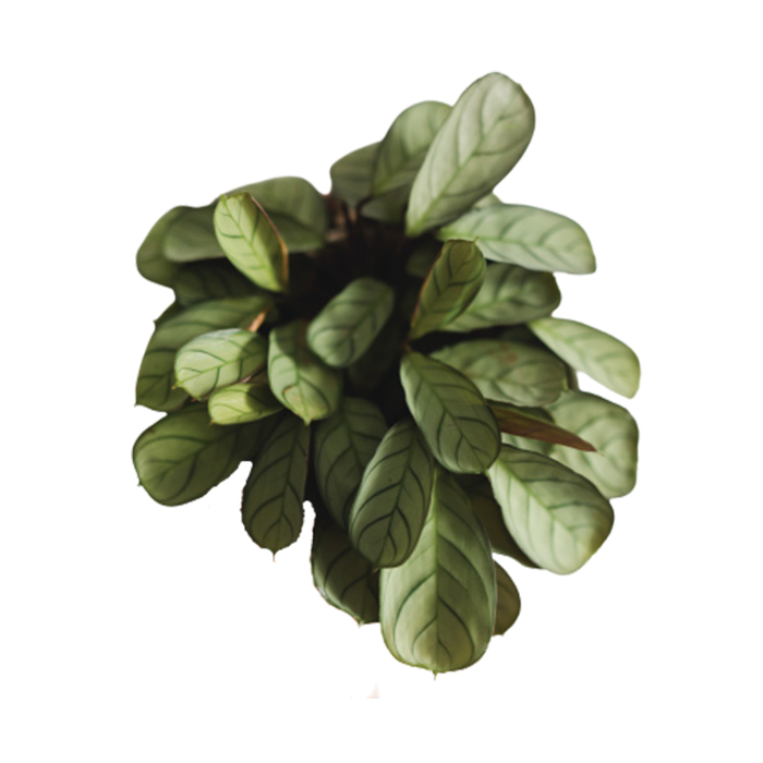 Calathea – Wishbone or Prayer plant