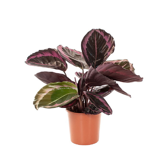Calethia rosepicta ‘Dotie’