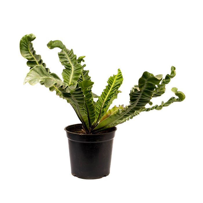 Cobra Fern