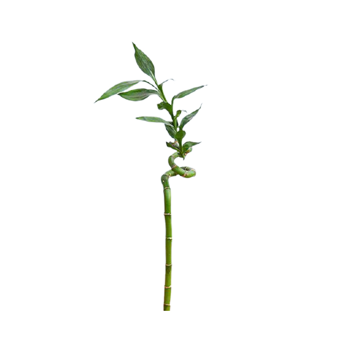 Dancing Bamboo – Single Stick 4ft