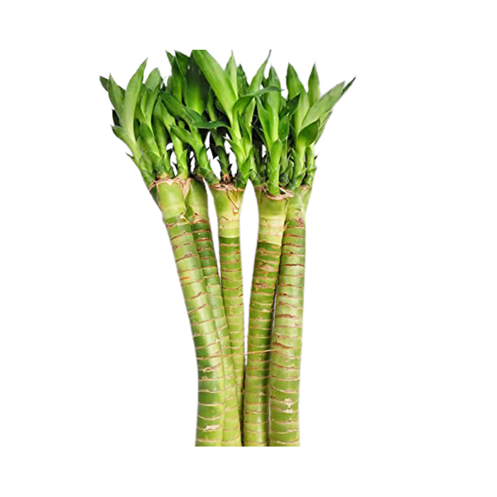 Dragon Bamboo – Single Stick 2ft