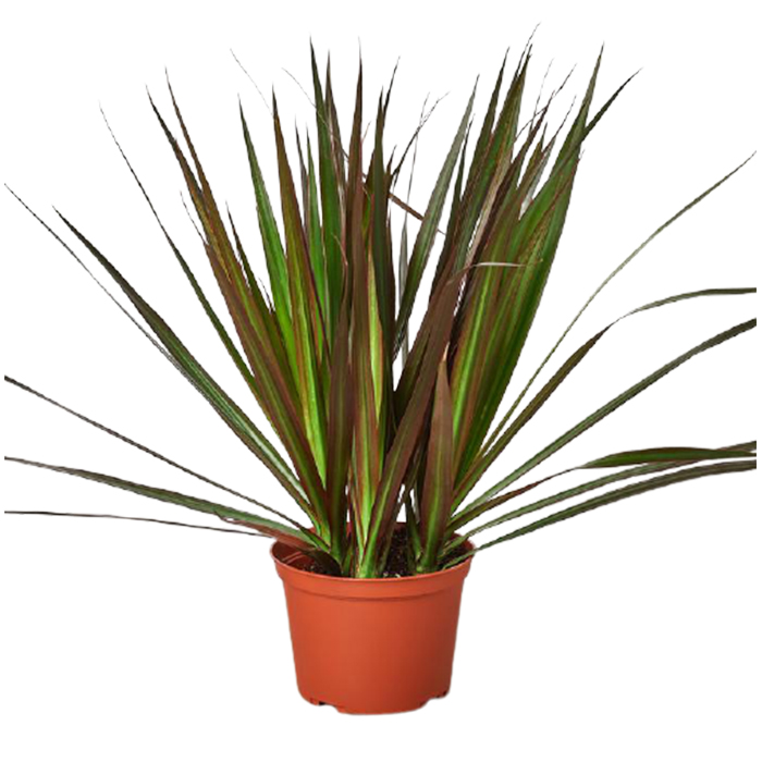 Dragon tree, Marginata
