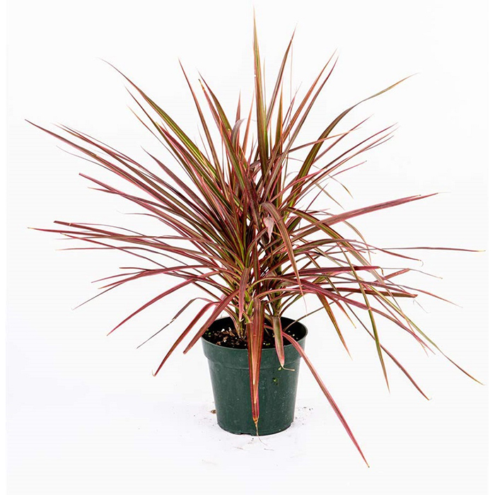 Dragon tree,Red