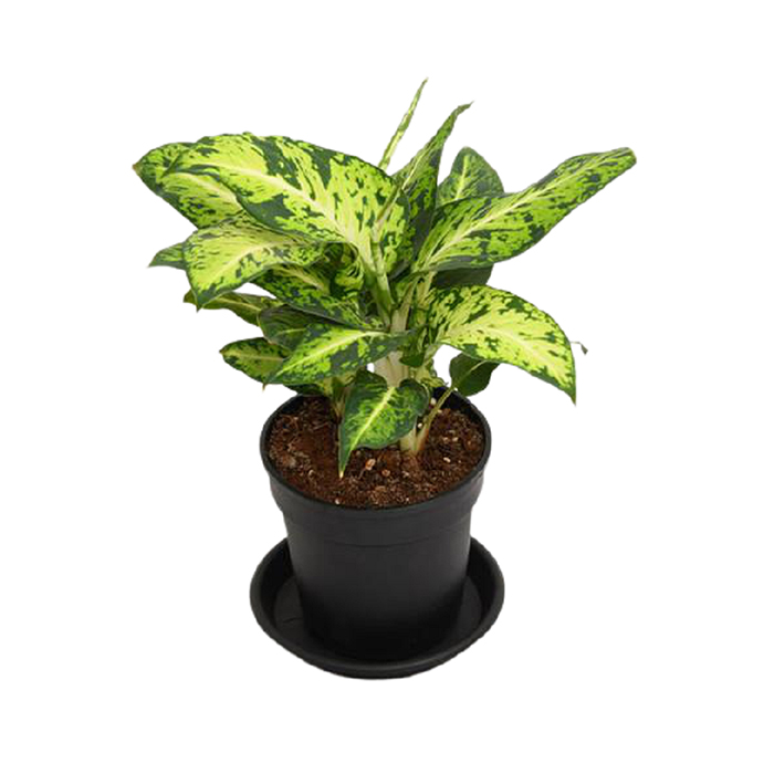 Dumb Cane – Mary