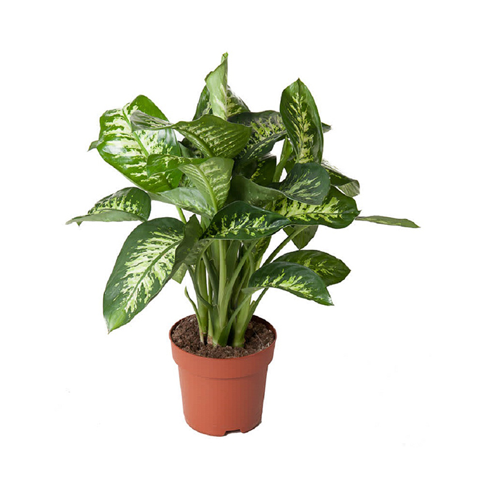 Dumb Cane – Seguine