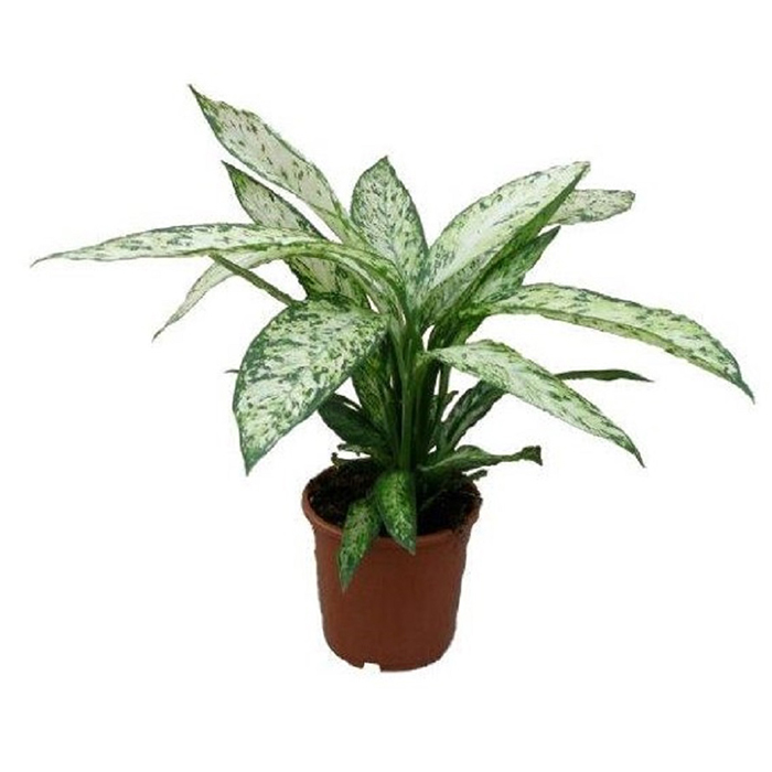 Dumb Cane – Visuvius