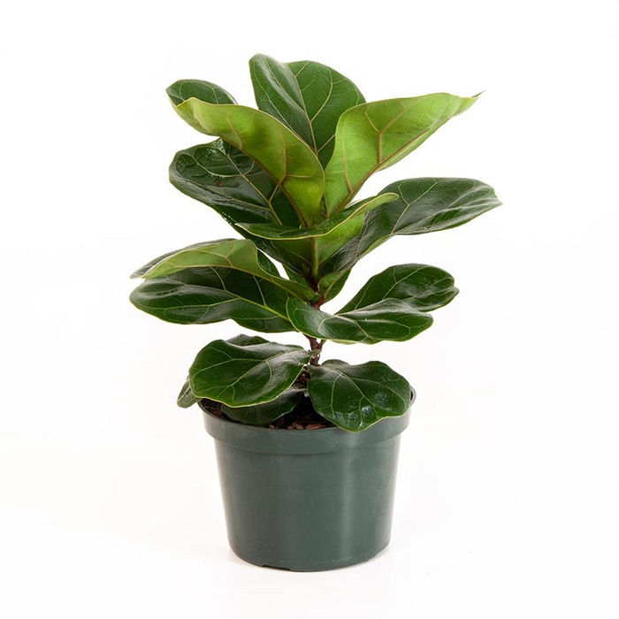 Fiddle Leaf Fig – Dwarf