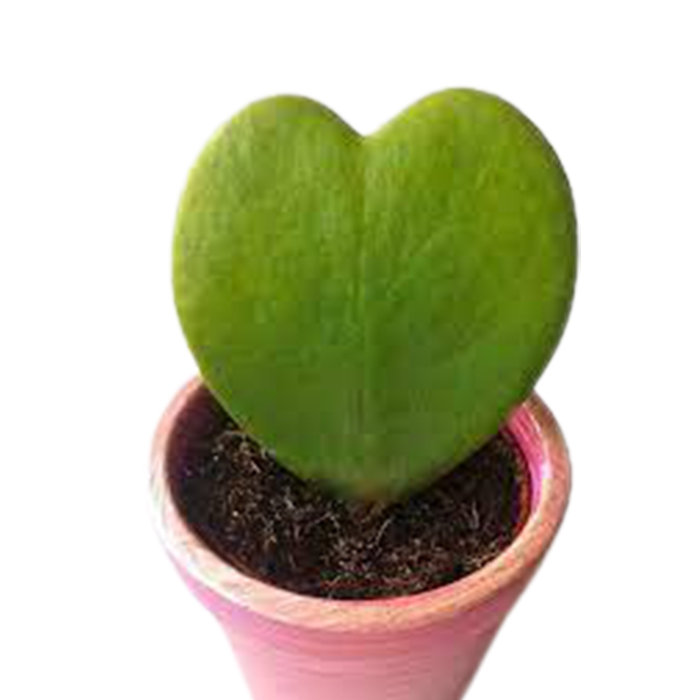 Hoya kerrii – Green