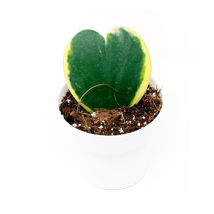 Hoya kerrii – Variegated
