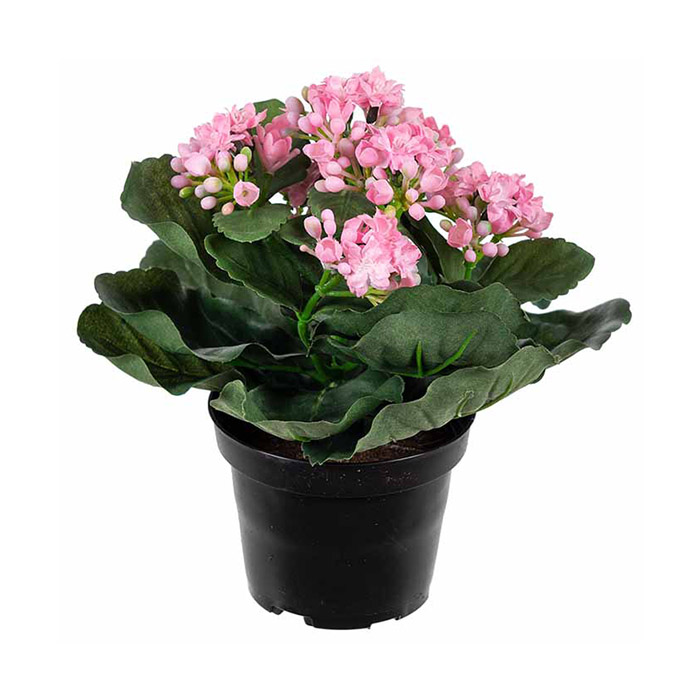 Kalanchoe Light Pink