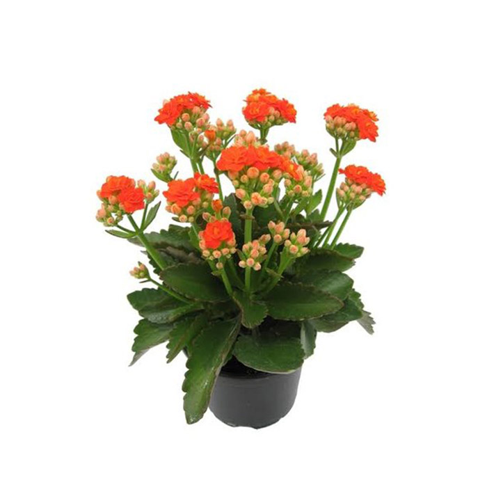 Kalanchoe Orange