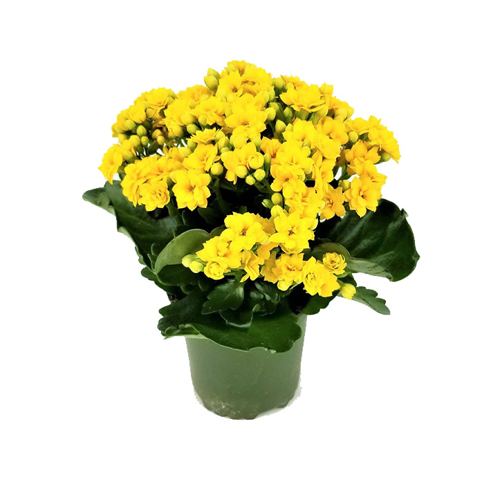 Kalanchoe yellow