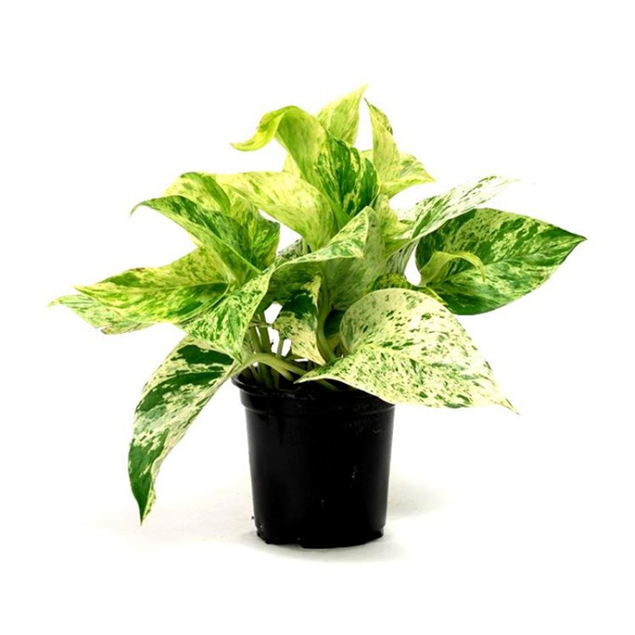Money Plant – Marble Small