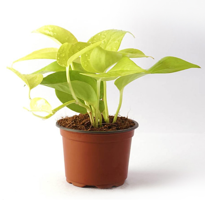 Money Plant – Neon or Golden Small