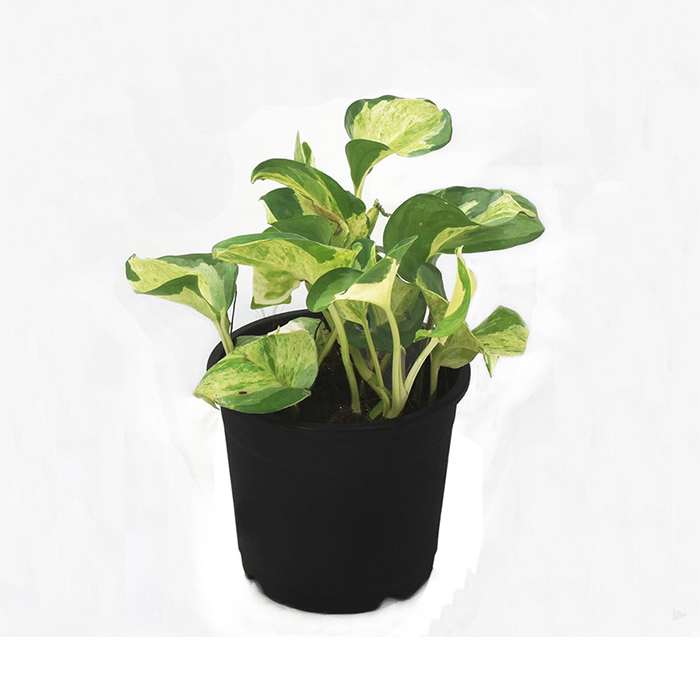 Money Plant – Njoy Small