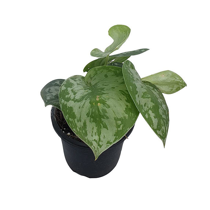 Money Plant – Satin Small