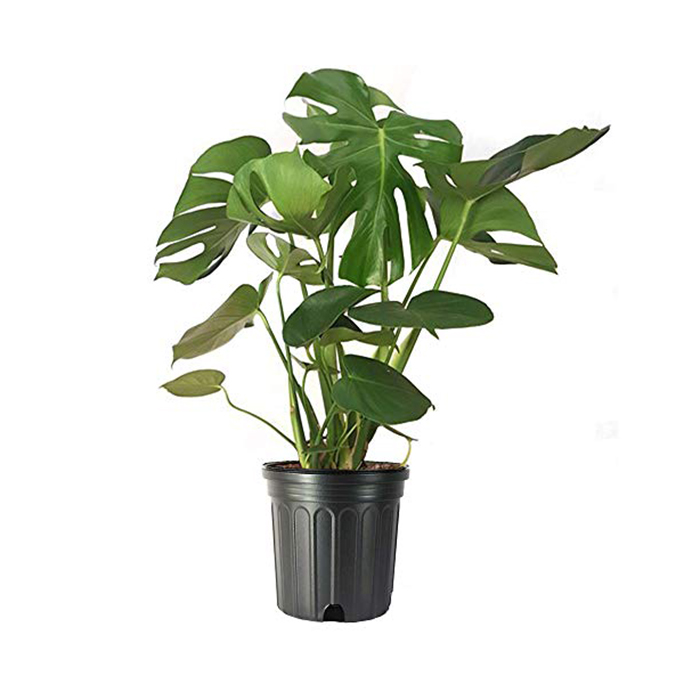Monstera Deliciosa – 2Ft