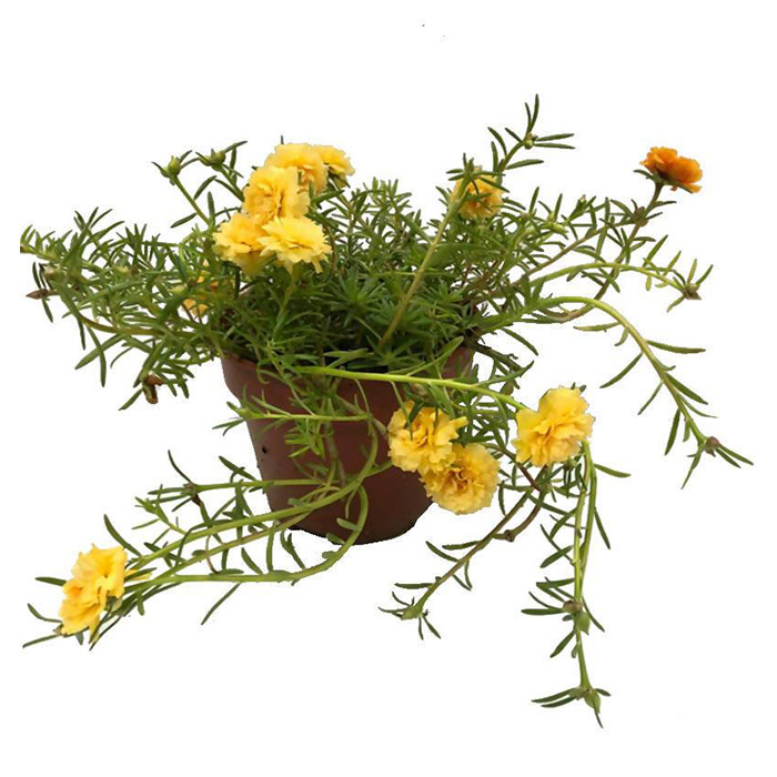Moss Rose – Yellow