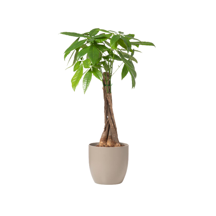 Pachira Tree – Money Tree Small