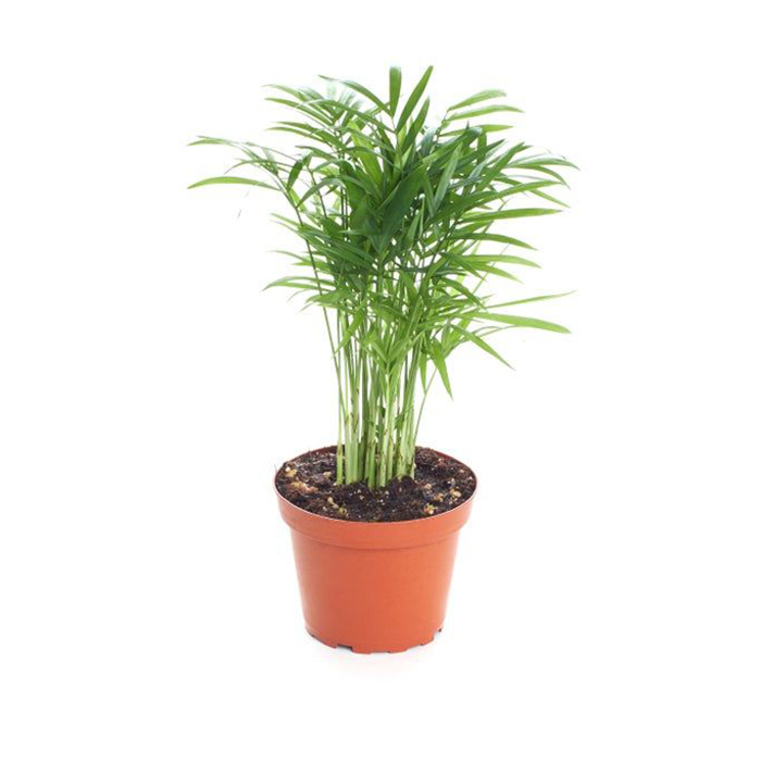 Parlor palm – Dwarf
