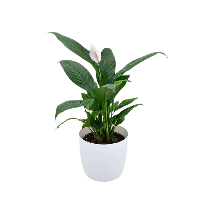 Peace Lily Small