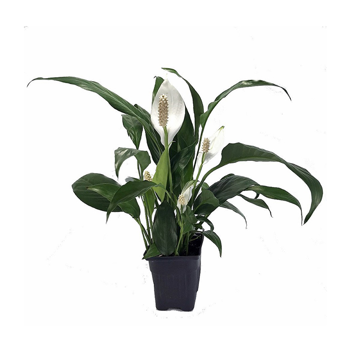 Peace Lily