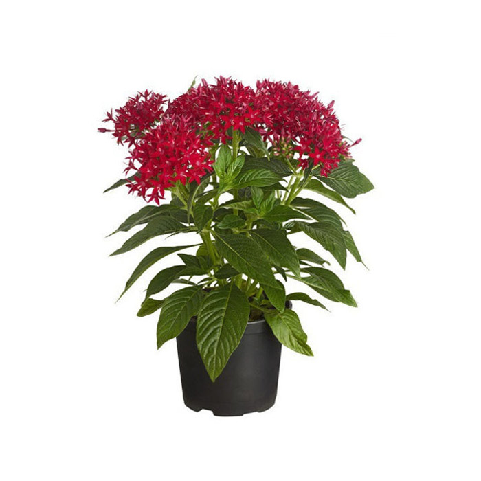 Pentas – Dark red