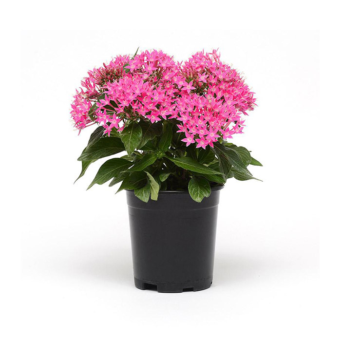 Pentas – Pink