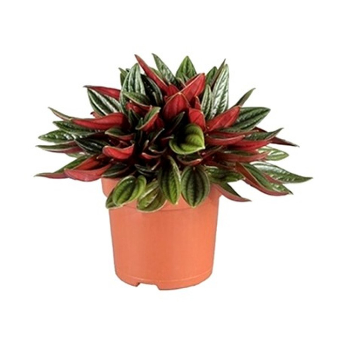 Pepromia Rosso Small