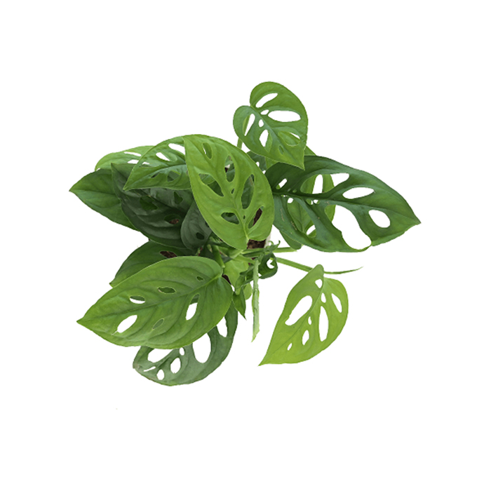 Philodendron Broken heart plant – Small