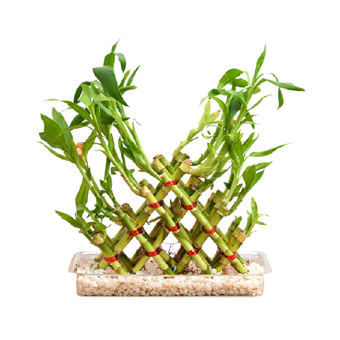 Pyramid Bamboo – 10 to 15 inch
