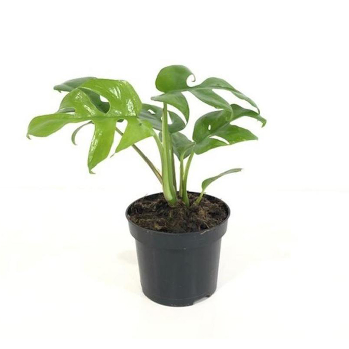 Raphidophora tetrasperma – Mini Monstera