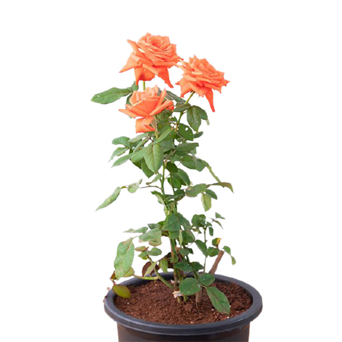 Rose – Orange