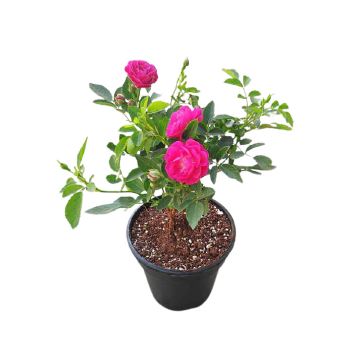 Rose – Pink