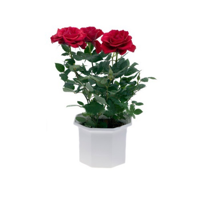 Rose – Red