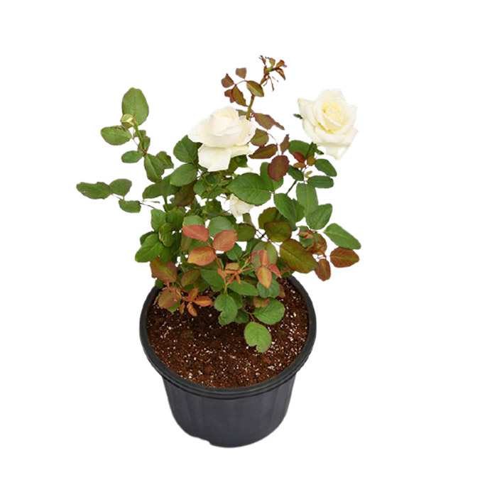 Rose – White