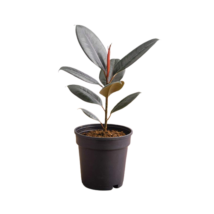 Rubber Plant – 10 to 15 inch