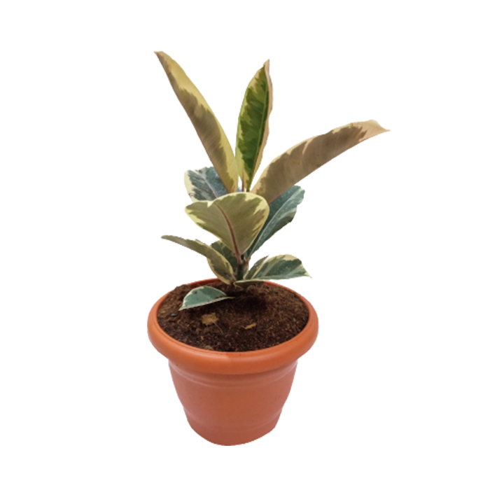 Rubber Plant – Variegated 10 to 12 inch