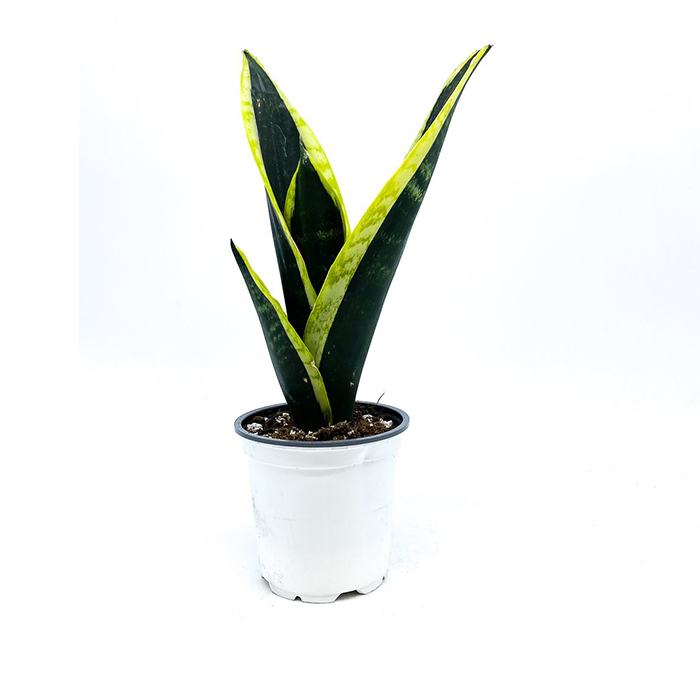 Snake Plant – Black jack