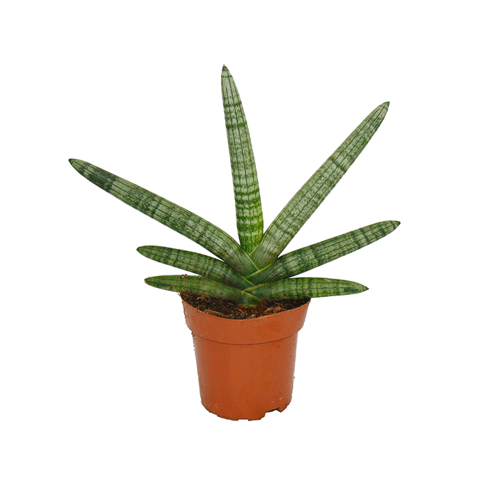 Snake Plant – Bonsel