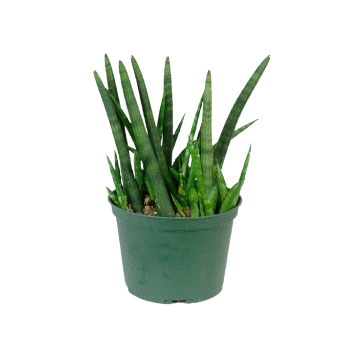 Snake Plant – Cylindrical