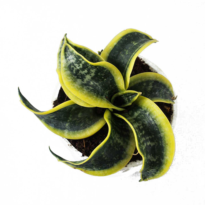 Snake Plant – Tornado